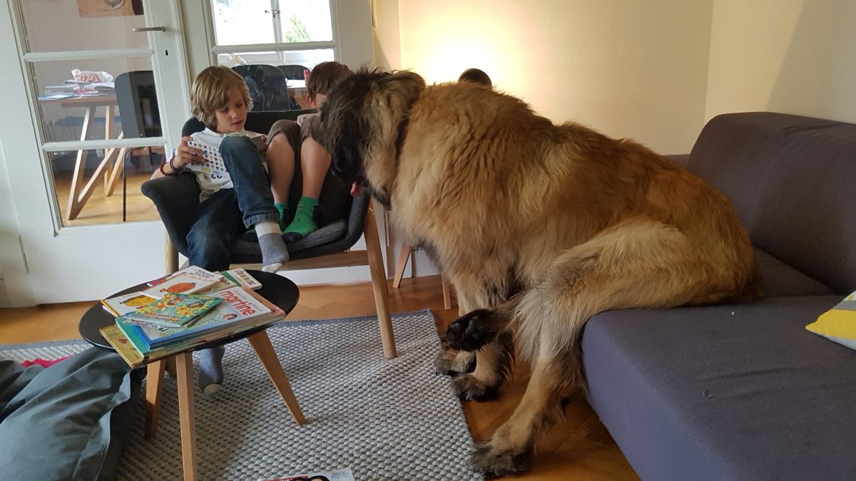 Un chien et des livres